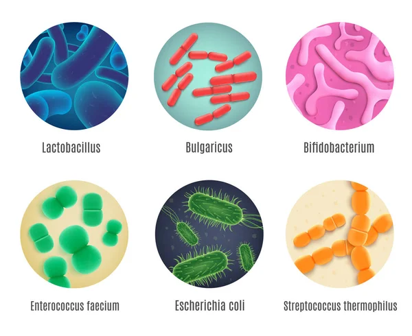 Ensemble vecteur réaliste de bactéries humaines symbiotiques — Image vectorielle