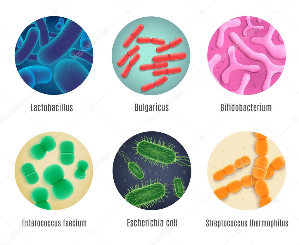 Symbiotic Human Bacteria Realistic Vector Set