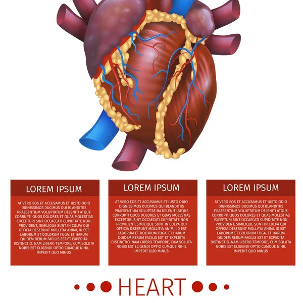 Gerçekçi vektör çizim tıbbi sistemi kalp — Stok Vektör