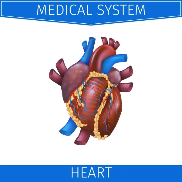 Realistische Vector Illustratie medische systeem hart — Stockvector