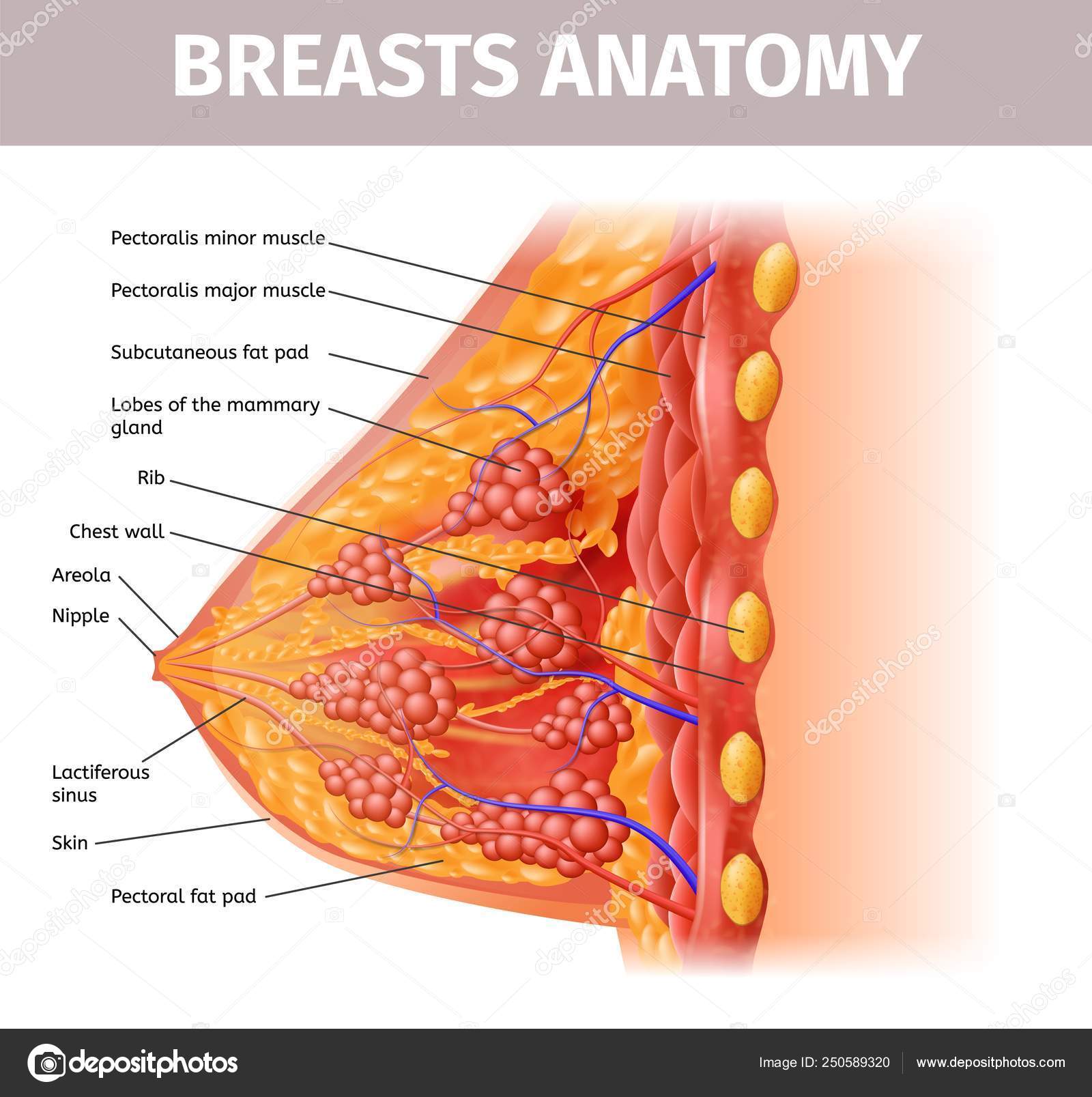 Woman Breasts Anatomy. Cross Section Close Up View Stock Vector by  ©TeraVector 250589320