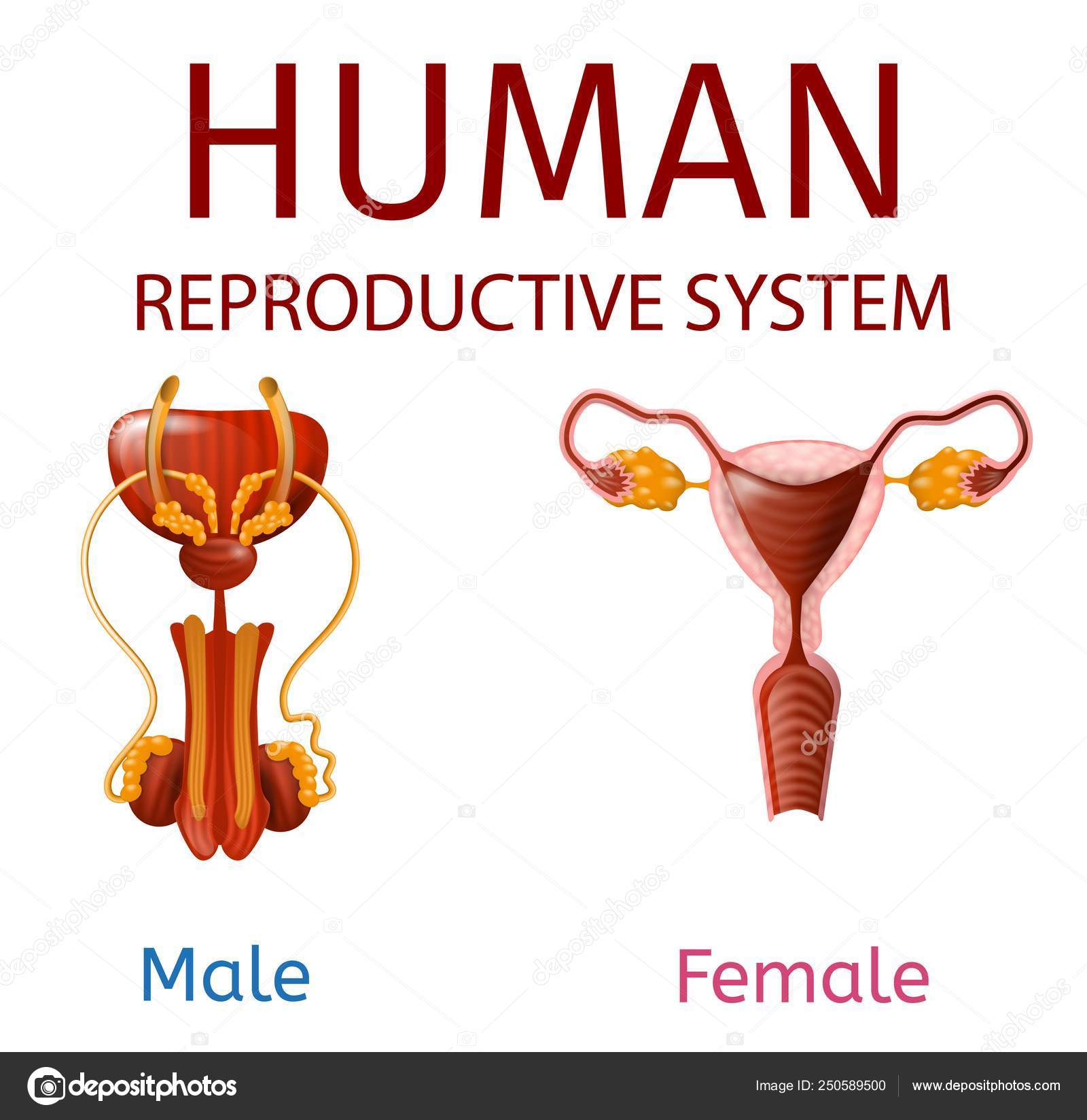 인간의 생식 남성과 여성의 성 기 스톡 벡터 - ©TeraVector 250589500, image size:1600x1648