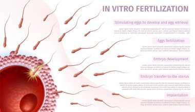 Dişi yumurta afiş içine sperm hücresi penetrasyon