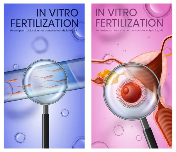Ovos fertilizados em útero e tubo de ensaio com esperma —  Vetores de Stock