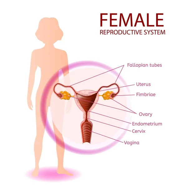 Banner anatómico del sistema reproductivo femenino — Archivo Imágenes Vectoriales