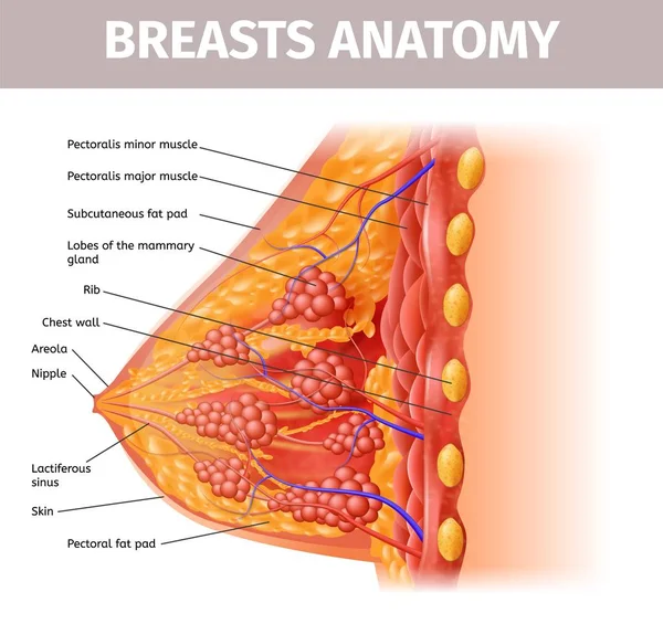 Vrouw borsten anatomie. Doorsnede close-up weergave — Stockvector