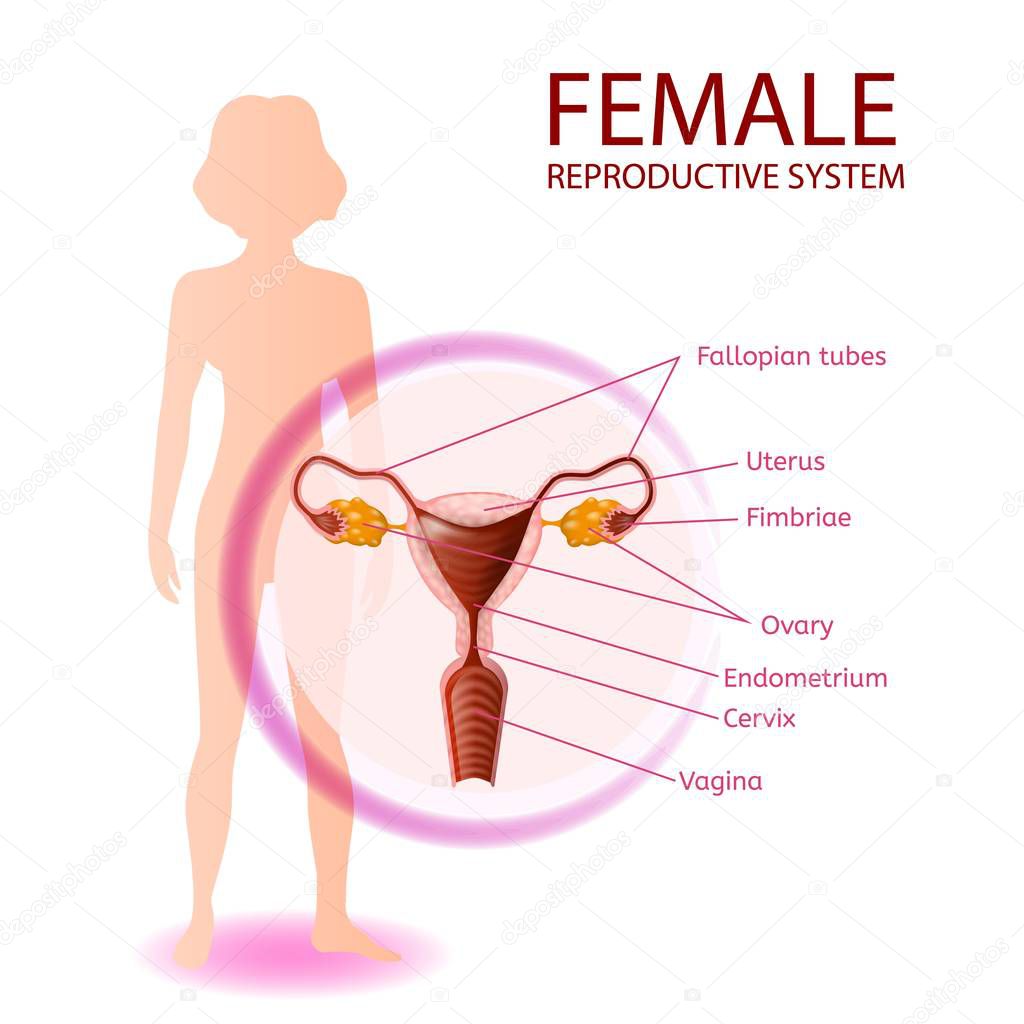 Female Reproductive System Anatomical Banner