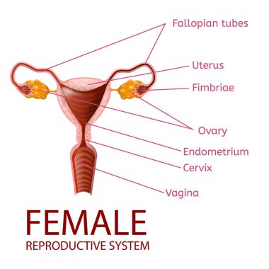 Kadın üreme sistemi jinekolojik afiş