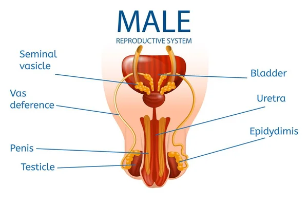 Mannelijke reproductieve systeem. Gedetailleerde Mans geslachtsdelen — Stockvector