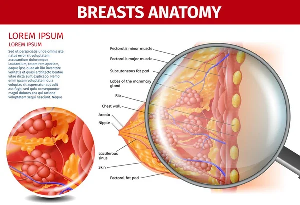Vrouw borsten anatomie. Doorsnede steun Banner — Stockvector
