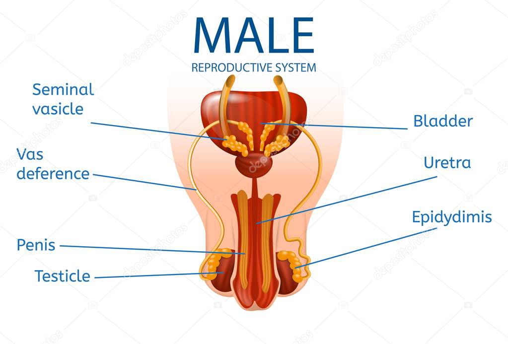 Male Reproductive System. Detailed Mans Genitals