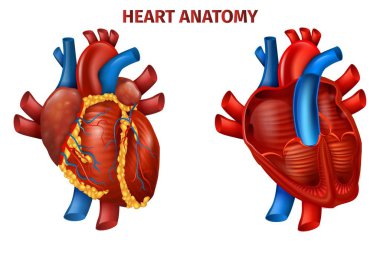 Diagram Realistic Banner with Human Hearts Anatomy clipart