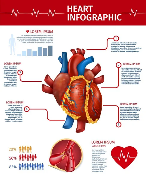 Ρεαλιστική καρδιά Πληροφοριακό γράφημα ανατομία πληροφορίες ανατομίας — Διανυσματικό Αρχείο