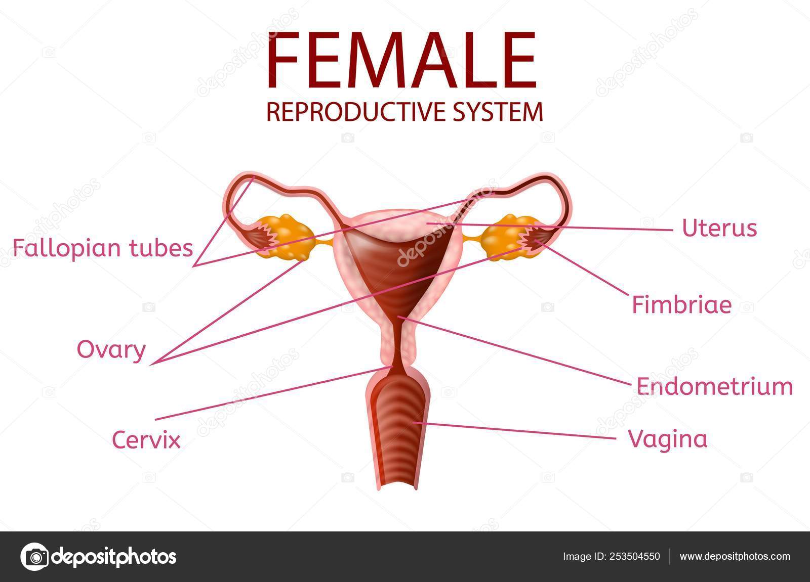Anatomical Banner Female Reproductive System Vector Image By C Teravector Vector Stock 253504550