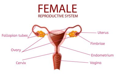 Anatomik afiş. Kadın üreme sistemi.