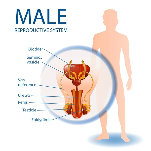 Banner médico anatómico del sistema reproductivo masculino — Vector de stock