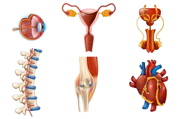 Órganos internos humanos y partes del cuerpo aislados — Archivo Imágenes Vectoriales