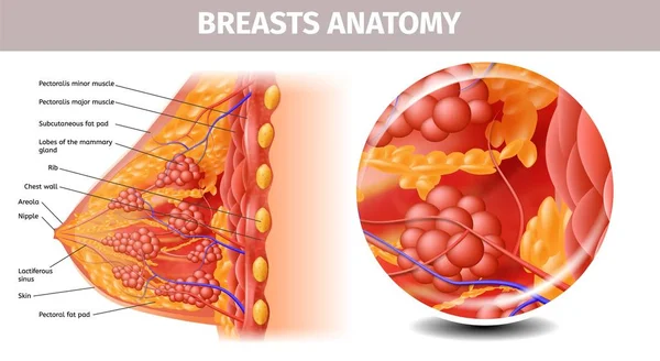 健康女性乳房的高度详细的视图 — 图库矢量图片