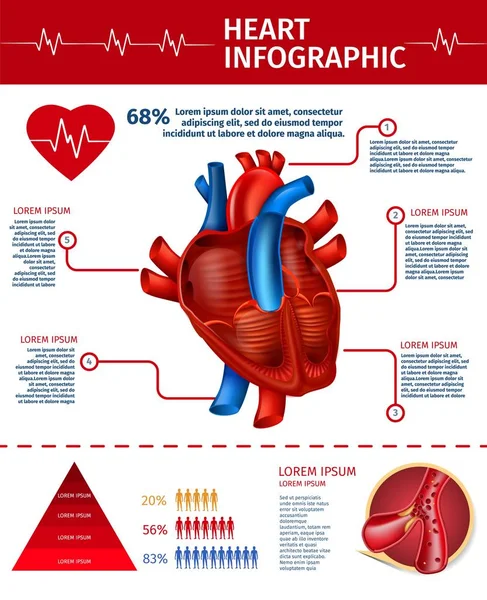 Vertikales Banner mit Herz-Infografik, Statistik — Stockvektor