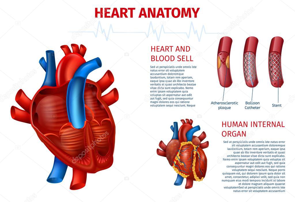Human Heart Anatomy Blood Cell Realistic Banner