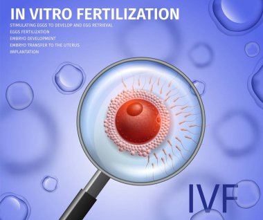 Görünüm Büyüteç üzerinden yumurta sperm ile saldırdı.