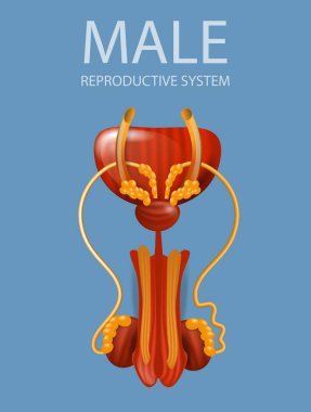 Close Up View of Male Reproductive System Banner clipart