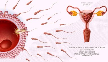 Microscopic Sperm Cells Around of Human Egg Banner clipart