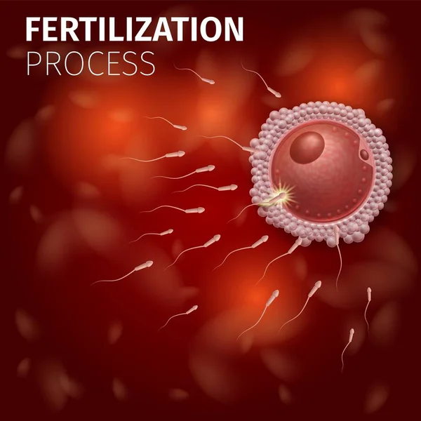 Sel Telur Manusia Fertilisasi dengan Sel Sperma - Stok Vektor