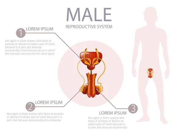 Anterior man genitaliën met belangrijke componenten. — Stockvector