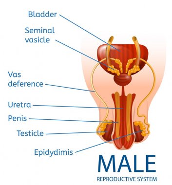 Erkek üreme sistemi Anatomical tıp Banner