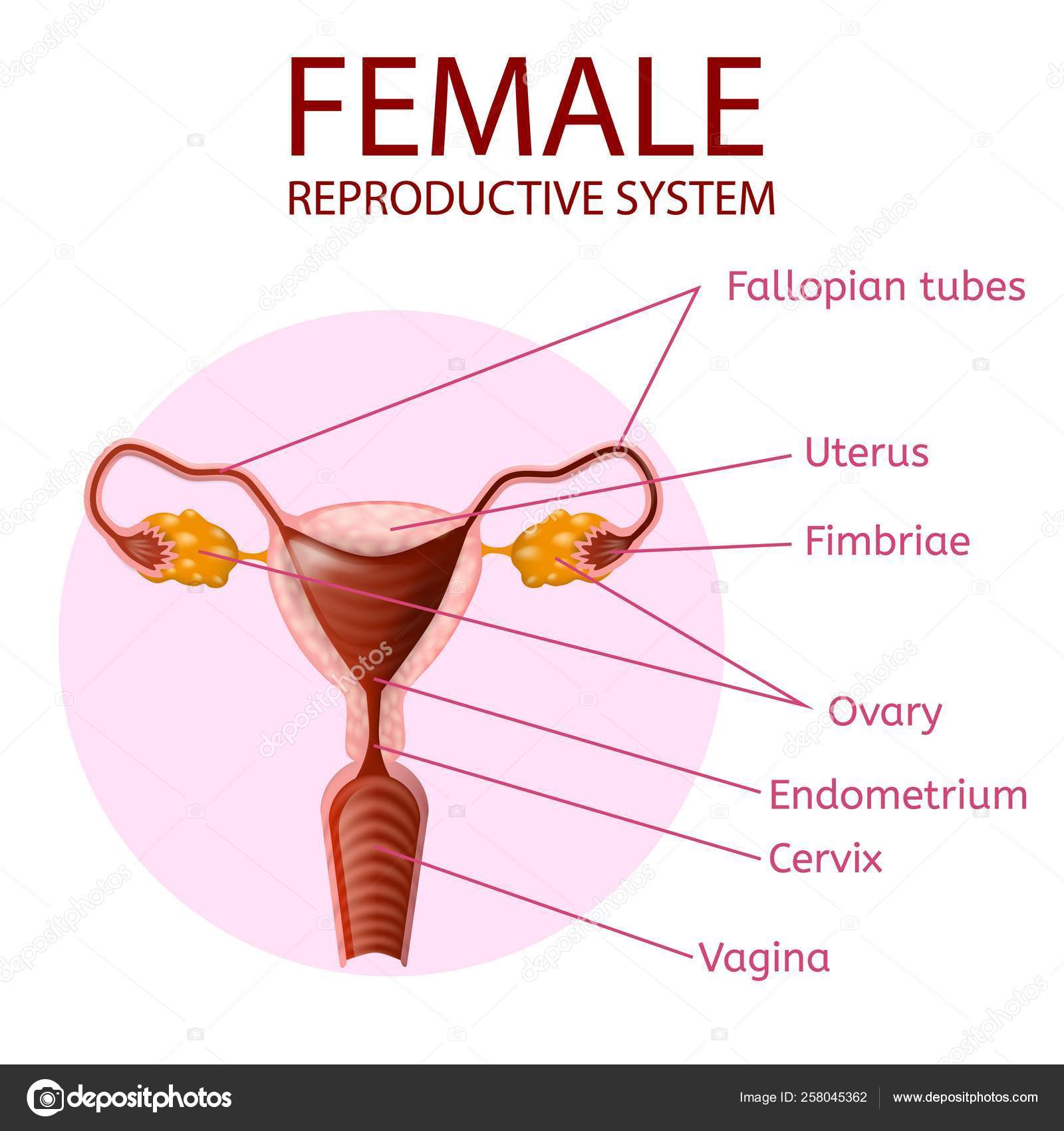 Anatomy reproductive system