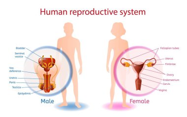 İnsan Üreme Sistemi Anatomik Afiş