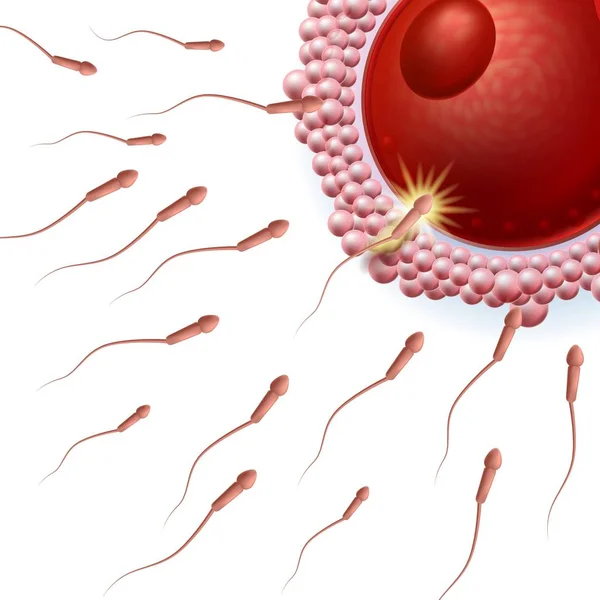 メスの卵子に向かって流れる精子群 — ストックベクタ