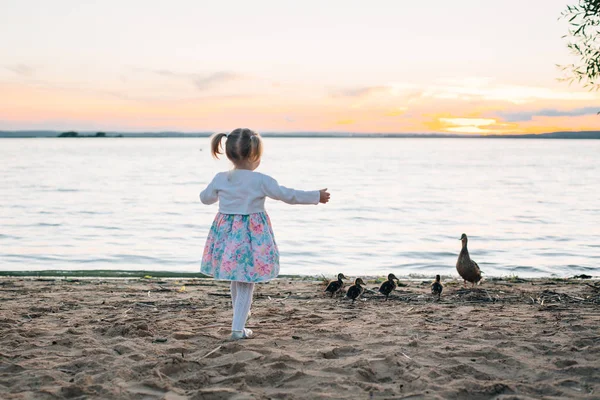 Menina Vestido Olhando Para Pato Com Patinhos Lago Pôr Sol — Fotografia de Stock