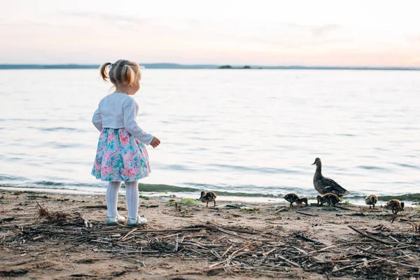 Ördek ördek yavrusu ile seyir elbiseli küçük kız. Göl günbatımı.