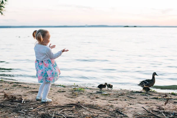 Menina Vestido Olhando Para Pato Com Patinhos Lago Pôr Sol — Fotografia de Stock