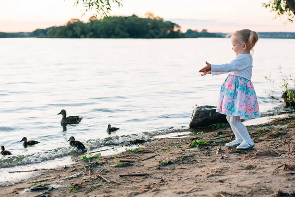 Menina Vestido Olhando Para Pato Com Patinhos Lago Pôr Sol — Fotografia de Stock
