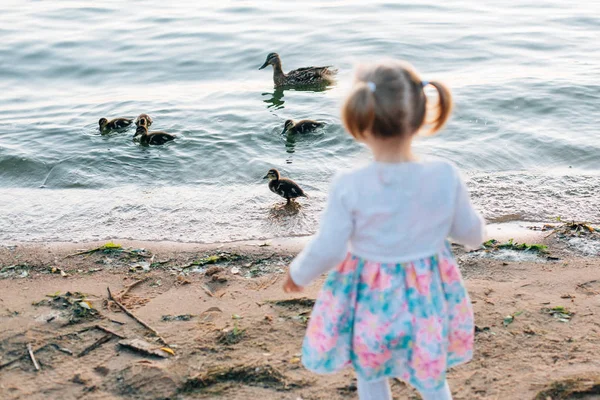 Niña Vestida Mirando Pato Con Patitos Lago Atardecer —  Fotos de Stock