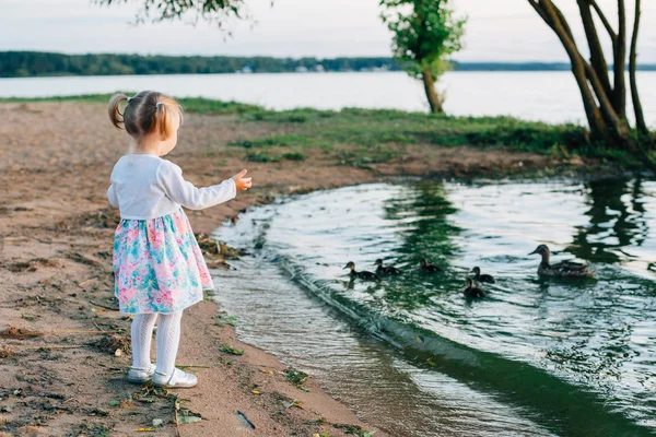 Menina Vestido Olhando Para Pato Com Patinhos Lago Pôr Sol — Fotografia de Stock