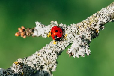 Makro fotoğraf dalda oturan uğur böceği