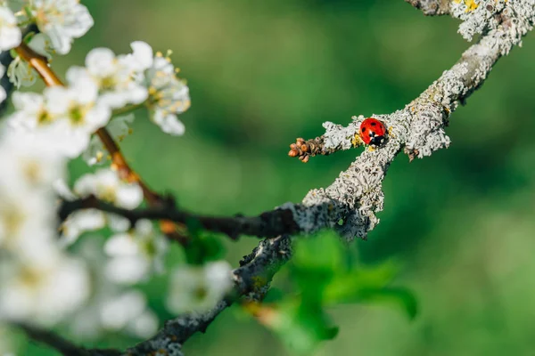 Macro Photo Ladybug Sitting Branch — Stock Photo, Image