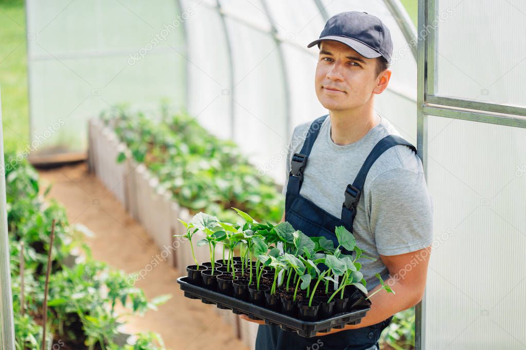 Handsome cheerful young gardener in overall standing with seedlings in greenhouse. Portrait of joyful farmer.