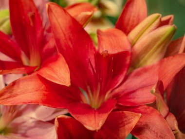 Makro kırmızı lily çiçek, Aziz Sevgililer günü