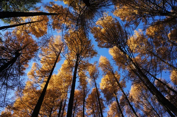 Tree on blue sky. Yellow gold autumn tree. Autumn season closeup. Yellow foliage on tree during leaf fall