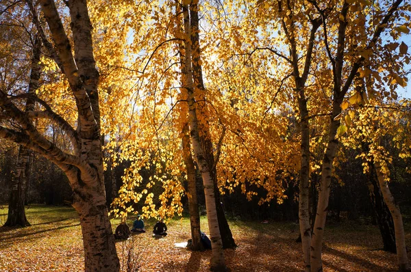 Yellow gold autumn tree. Autumn season closeup. Yellow foliage on tree during leaf fall