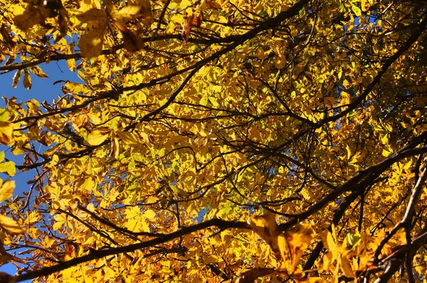 Yellow gold autumn tree. Autumn season closeup. Yellow foliage on tree during leaf fall