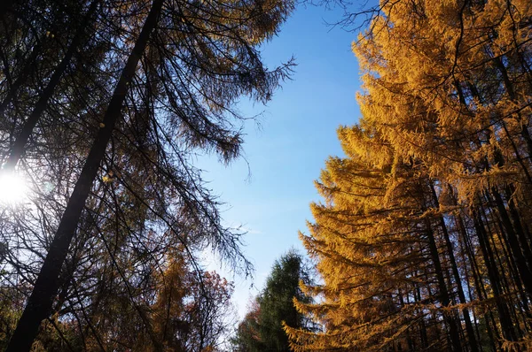 Tree on blue sky. Yellow gold autumn tree. Autumn season closeup. Yellow foliage on tree during leaf fall