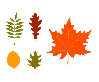 Yaprak -ları. Beyaz arka plan üzerinde sonbahar yaprakları kümesi