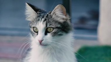 Meraklı kedi yavrusu etrafına bakıyor. Komik onun kulakları hareket eder.