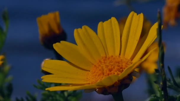 Flores Amarelas Faia Mar Mediterrâneo — Vídeo de Stock